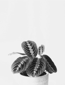 kwiat w doniczce cz b.jpg