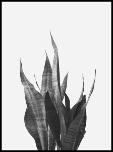 liscie w ramceee.jpg