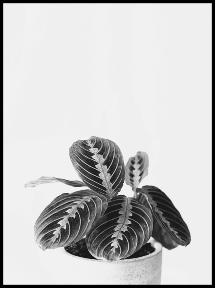 Kwiatek czb w ramceee.jpg