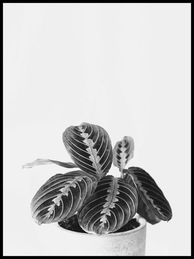 Kwiatek czb w ramceee.jpg