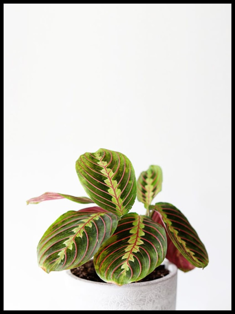 kwiatek w doniczce w ramcee.jpg