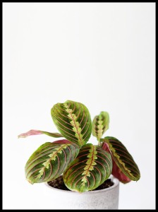 kwiatek w doniczce w ramcee.jpg