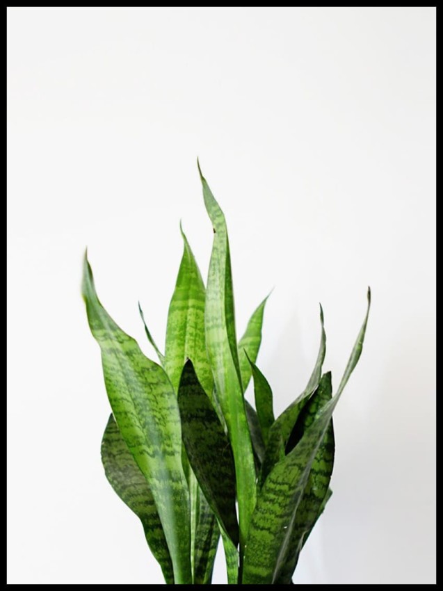 kwiat zielony w ramcee.jpg