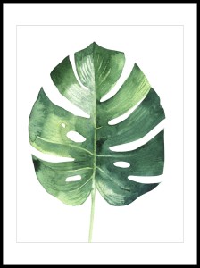 monstera w ramcee.jpg