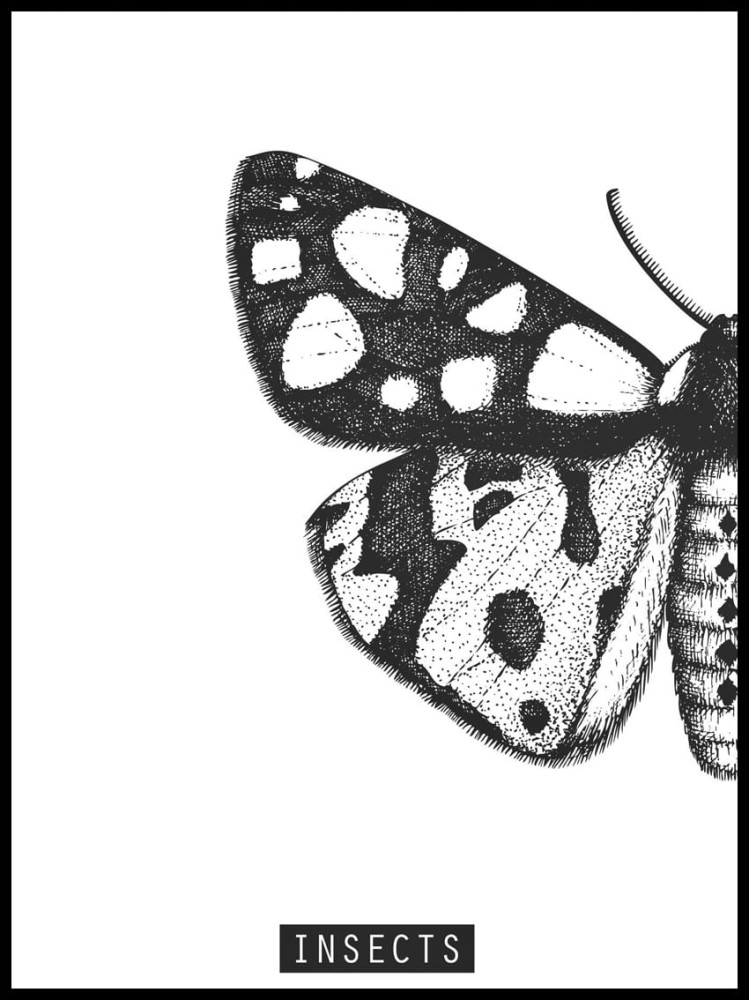 motyl polowa w ramcee 1.jpg