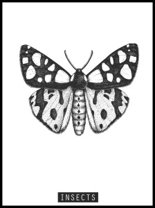 Motyl w ramcee 2.jpg