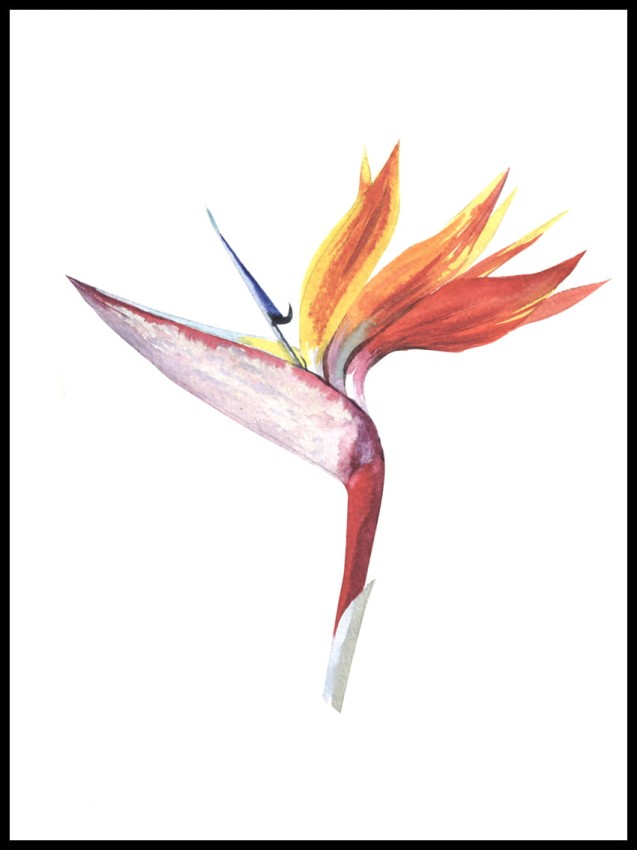 kwiat 2 w ramcee.jpg