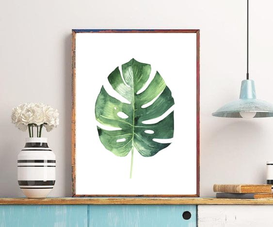 monstera.jpg