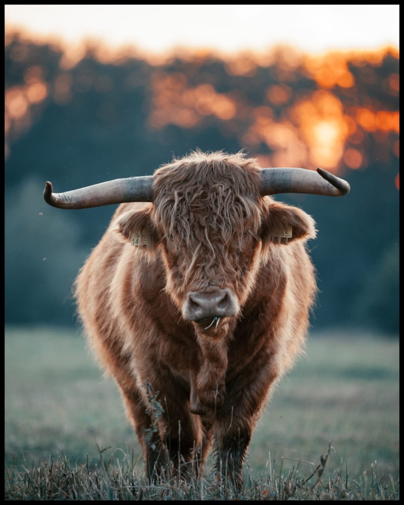 szkocka krowa3 w ramcee.jpg