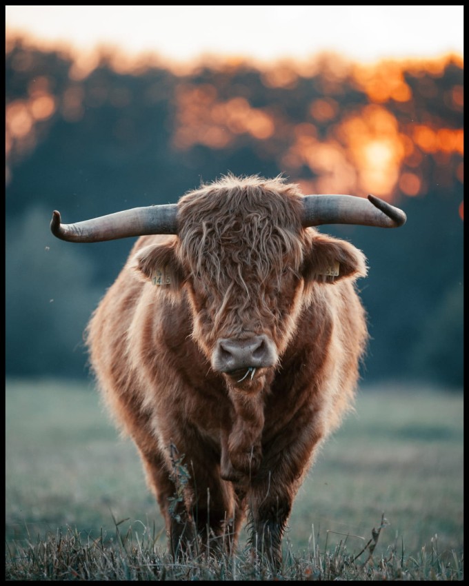 szkocka krowa3 w ramcee.jpg