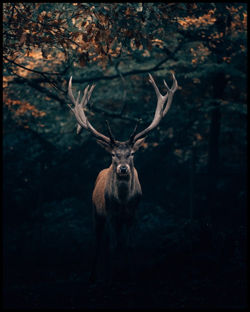 Jeleń w lesie w ramcee.jpg