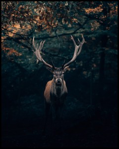 Jeleń w lesie w ramcee.jpg