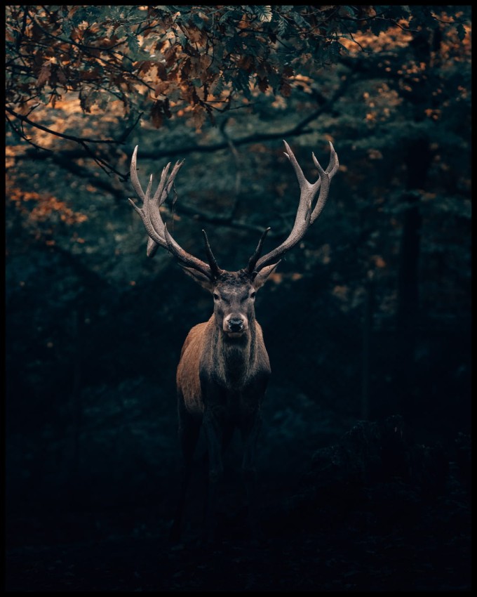 Jeleń w lesie w ramcee.jpg