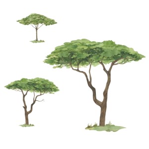 Drzewa Safari 3 b.jpg