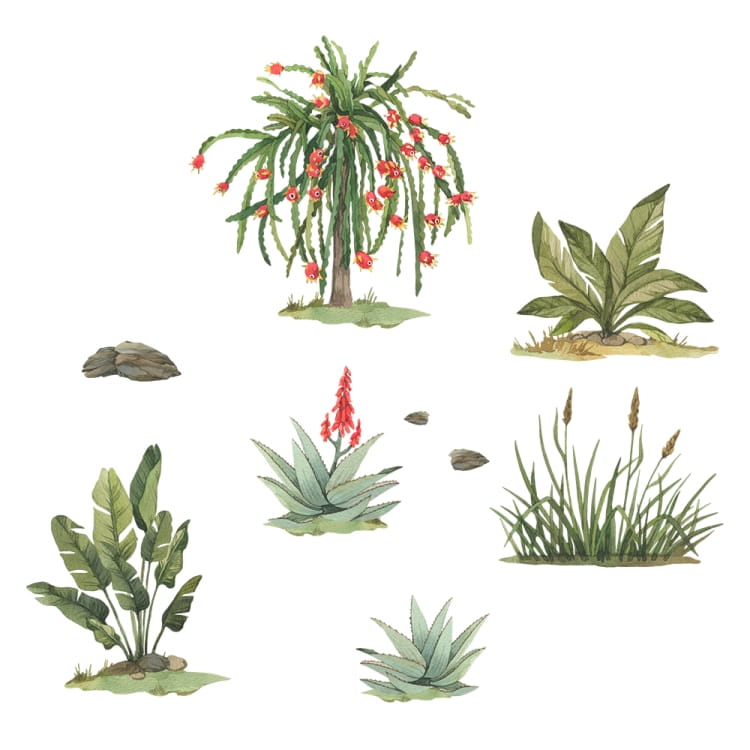 Rosliny Safari 2.jpg