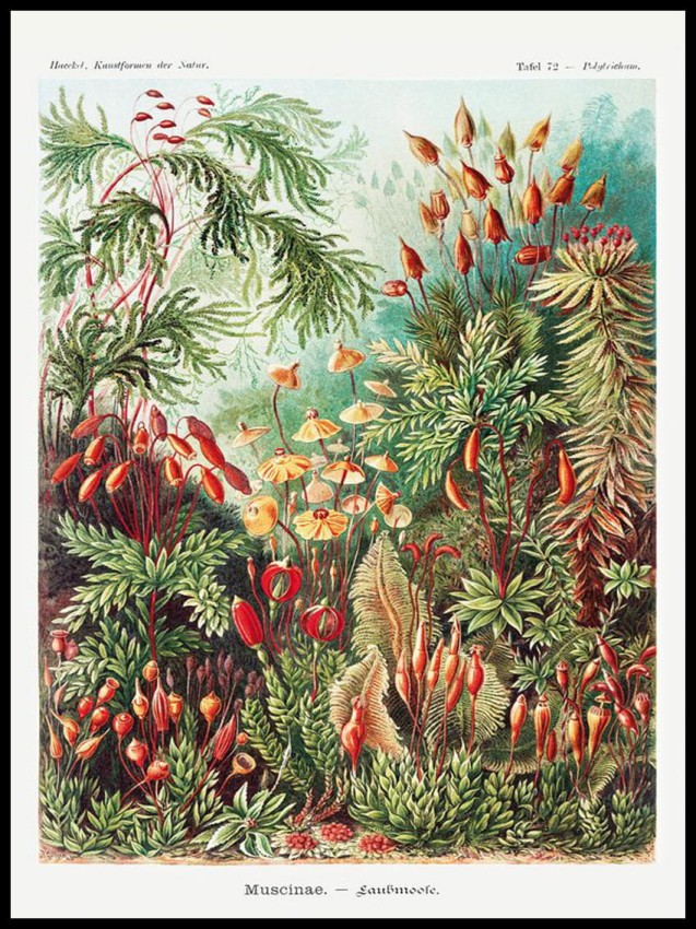 Natura w ramcee 1.jpg