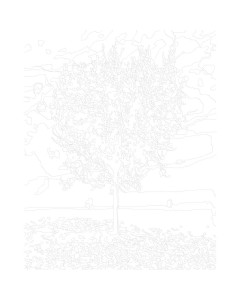 19747-1_malowanie-po-numerach-rozowe-drzewo-serce.gif