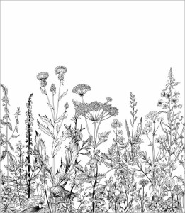 Tapeta-botaniczna-laka.jpg