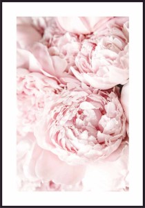 Plakat-rozowe-piwonie-z-bialym-marginesem.-Fotografia-z-piwoniami-pasuje-do-wnetrza-nowoczesnego,-skandynawskiego,-a-nawet-do-basniowego-swiata-malej-ksiezniczki..jpg