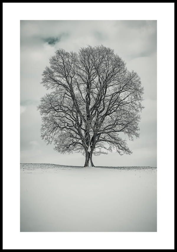 Plakat-zimowe-drzewo-z-bialym-marginesem.jpg