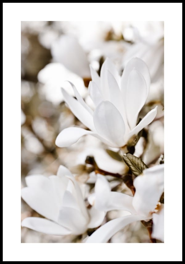 Plakat-kwiat-magnolii-z-bialym-marginesem.jpg