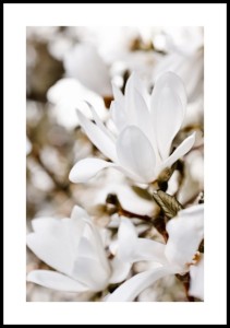 Plakat-kwiat-magnolii-z-bialym-marginesem.jpg