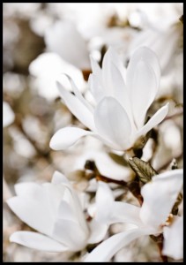 Przepiekna-fotografia-bialego-kwiatu-magnolii-na-delikatnym-plakacie-do-kobiecego-wnetrza.jpg