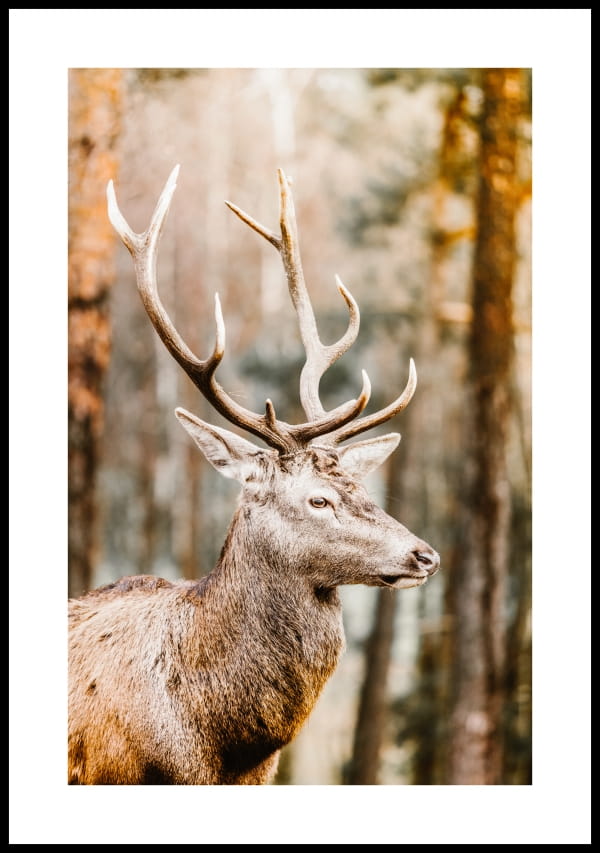 Plakat-szlachetny-jelen-jesienia-z-bialym-marginesem.jpg