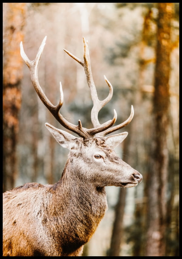 Zdjecie-dostojnego-jelenia-na-tle-jesiennego-krajobrazu-lasu.-Cieply-plakat-ze-zwierzeciem-sprawi,-ze-kazde-wnetrze-stanie-sie-przytulne.jpg