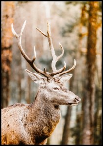 Zdjecie-dostojnego-jelenia-na-tle-jesiennego-krajobrazu-lasu.-Cieply-plakat-ze-zwierzeciem-sprawi,-ze-kazde-wnetrze-stanie-sie-przytulne.jpg