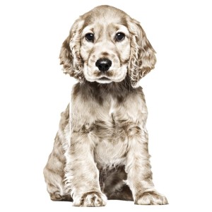 spaniel-naklejka-na-sciane-do-pokoju-dziecka (1).jpg