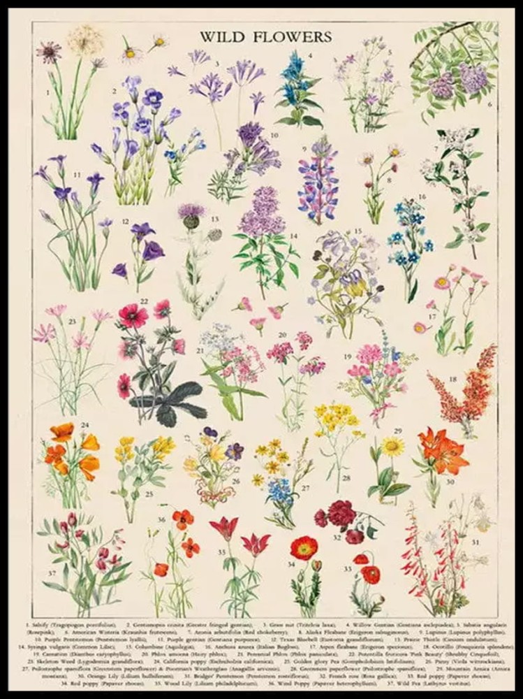 Wild flowers w ramcee 1.jpg