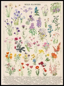 Wild flowers w ramcee 1.jpg