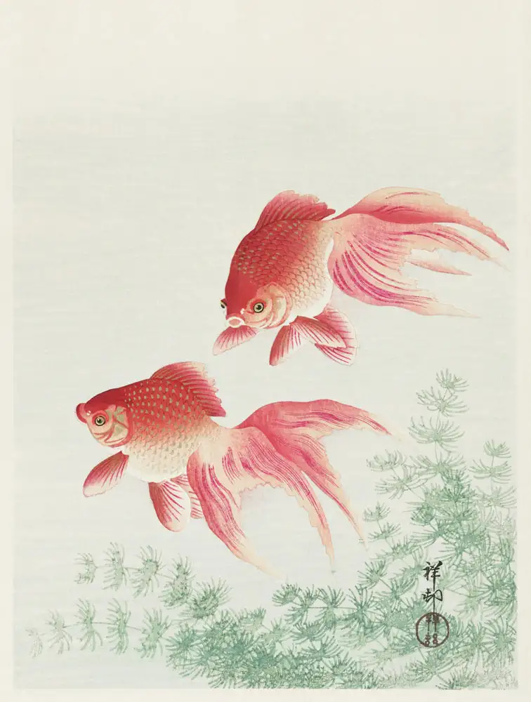 Plakat, Ohara Koson Two veil goldfish (1926)