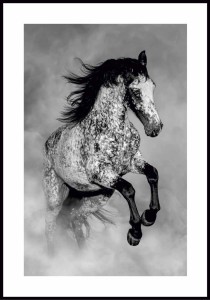 Plakat-kon-Appaloosa-z-biala-ramka-dookola.jpg