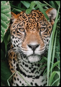 Plakat-jaguar-w-Amazonii.jpg
