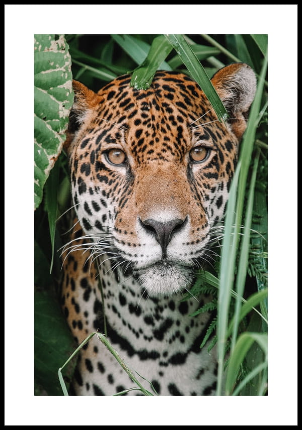 Plakat-jaguar-w-Amazonii-z-biala-ramka.jpg