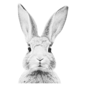 Naklejka na ścianę Królik bardzo duży XXL szary