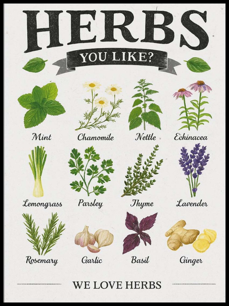 Rodzaje ziół w ramcee 1.jpg