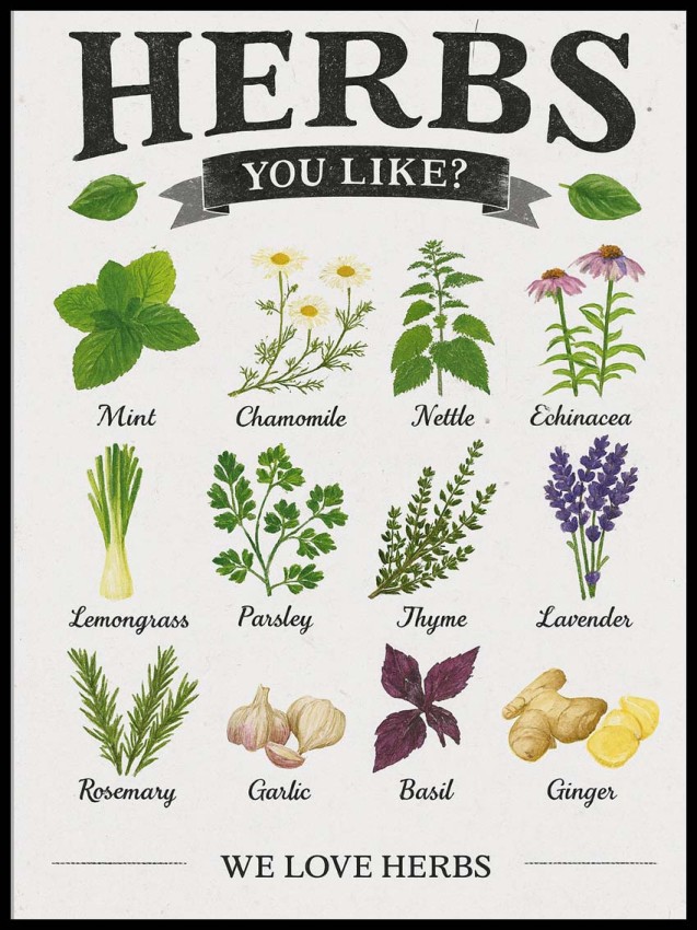 Rodzaje ziół w ramcee 1.jpg