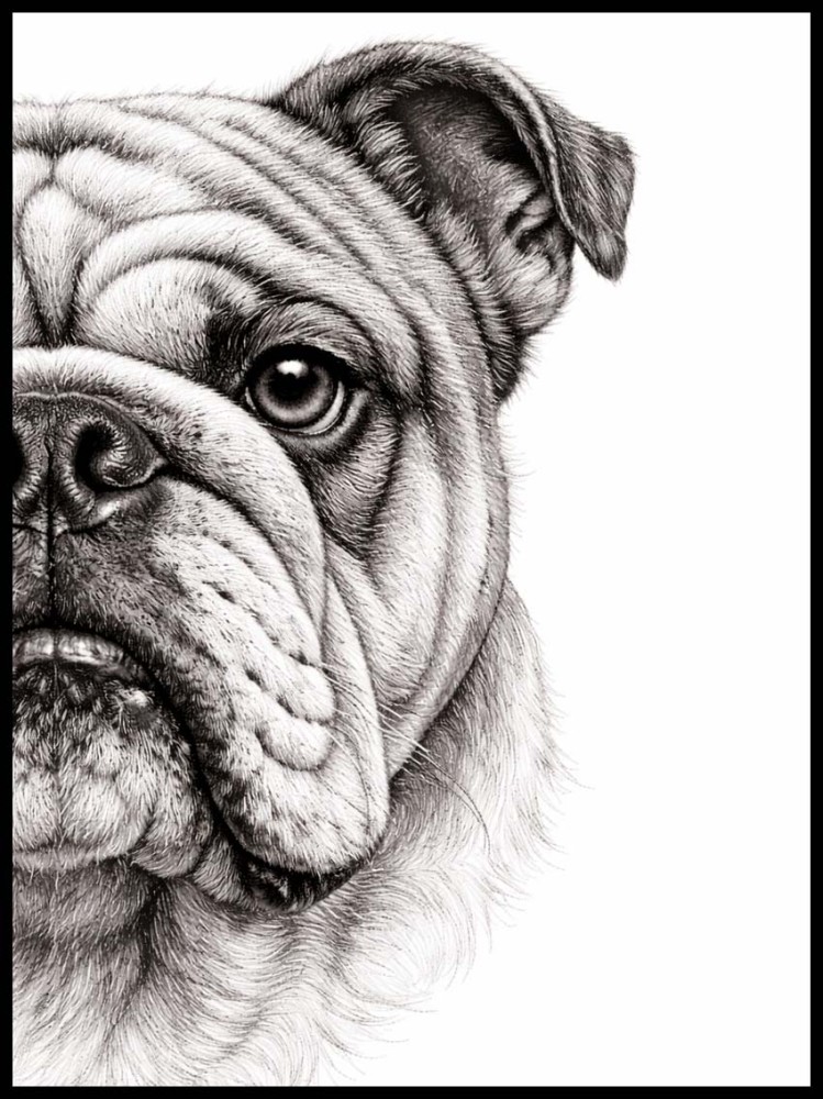 Plakat, Pies - Buldog francuski połowa 4rooms