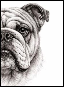 Plakat, Pies - Buldog francuski połowa 4rooms