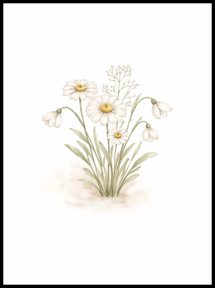 Plakat botaniczny stokrotki