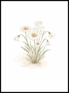 Plakat botaniczny stokrotki