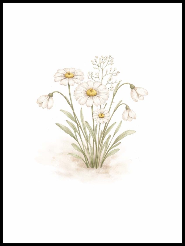 Plakat botaniczny stokrotki