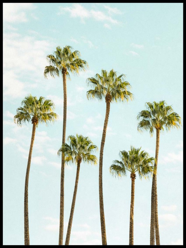 Palmy w ramcee 1.jpg