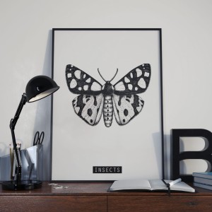 motyl w ramie1.jpg