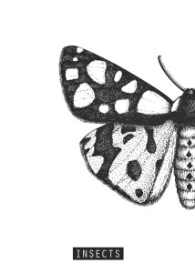 motyl pol.jpg