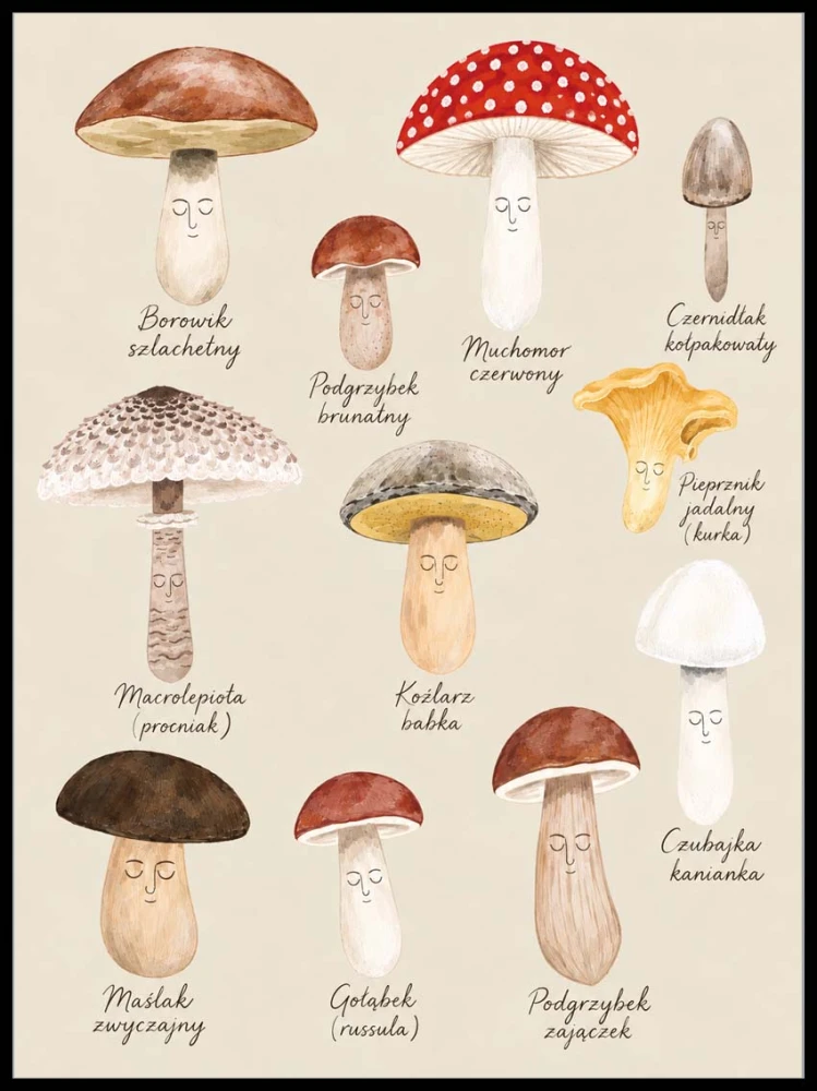 Plakat Edukacyjny Grzyby- Plakaty Na Ścianę Dla Dzieci - gatunki