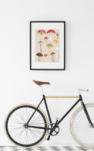 Plakat Edukacyjny Grzyby- Plakaty Na Ścianę Dla Dzieci